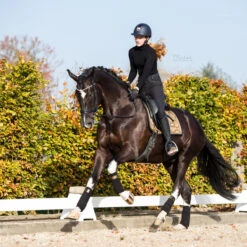 Bandages Equestrian Stockholm Golden Brass Goud-zwart -Paard Verzorging bandages equestrian stockholm golden brass goud zwart 1500x1500 153042