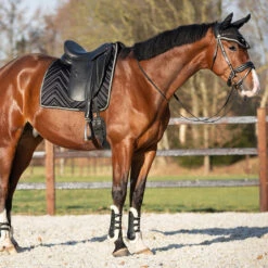 Peesbeschermers QHP Menton Zwart -Paard Verzorging peesbeschermers qhp menton zwart 1500x1500 186858