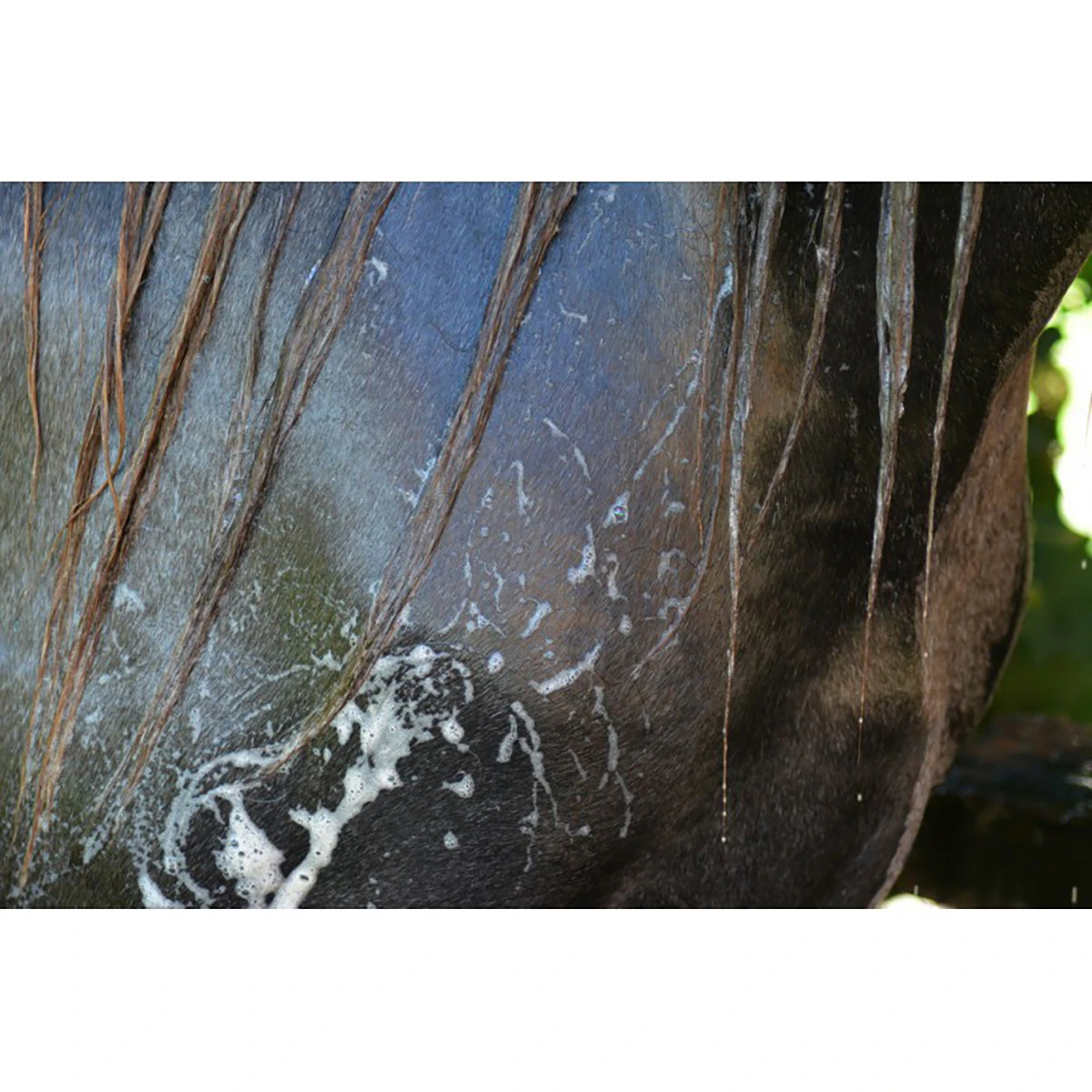 Ravene Easy Shine Shampoo Grey Overige 2 Ravene Easy Shine Shampoo Grey Overige - Afbeelding 2