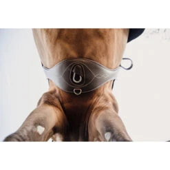 Singel Kentucky Anatomisch Bruin -Paard Verzorging singel kentucky anatomisch bruin 1500x1500 137515